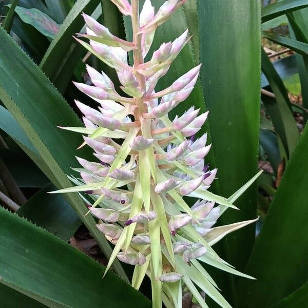 Aechmea fendleri Flor