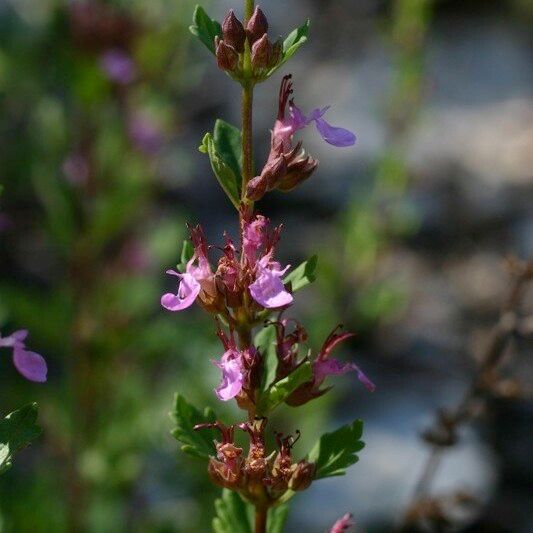 Teucrium lucidum Drugo