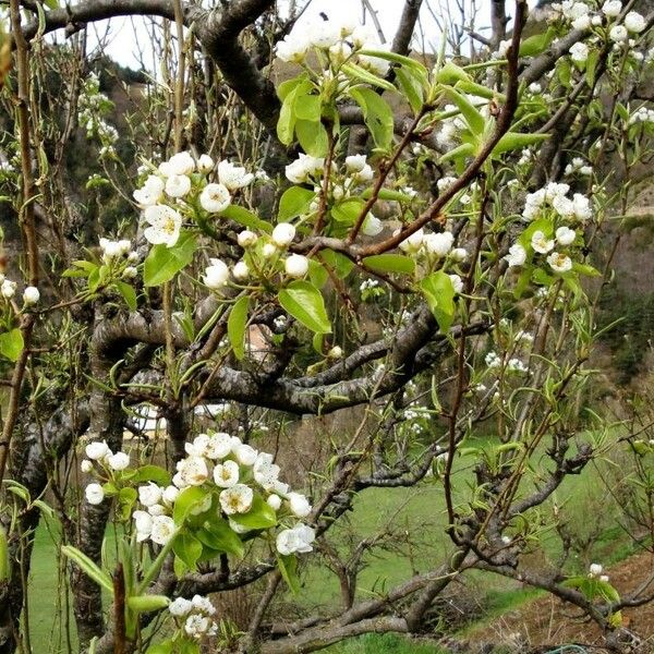 Pyrus communis Квітка