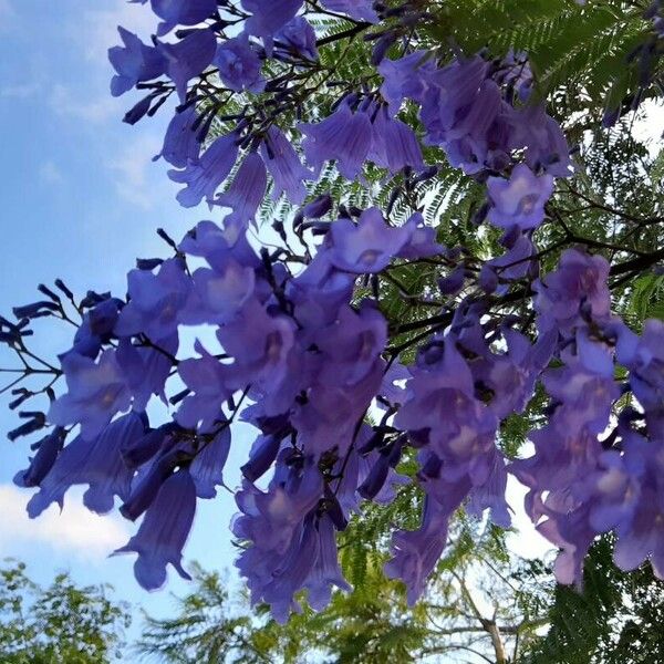 Jacaranda mimosifolia Žiedas