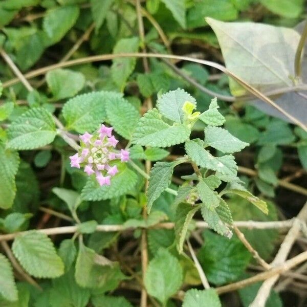 Lantana montevidensis Цвят