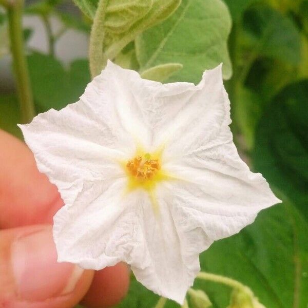 Physalis peruviana Flor