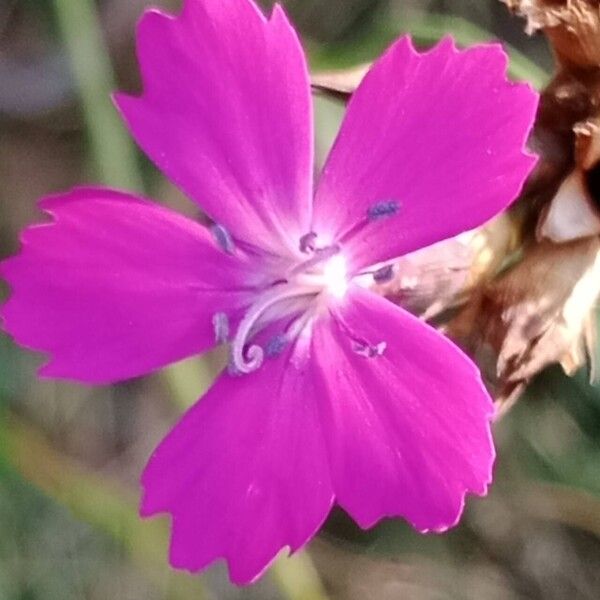 Dianthus carthusianorum Kwiat