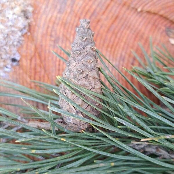 Pinus sylvestris 果實