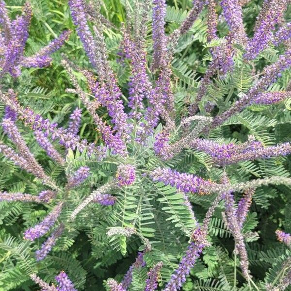 Amorpha canescens Blomst