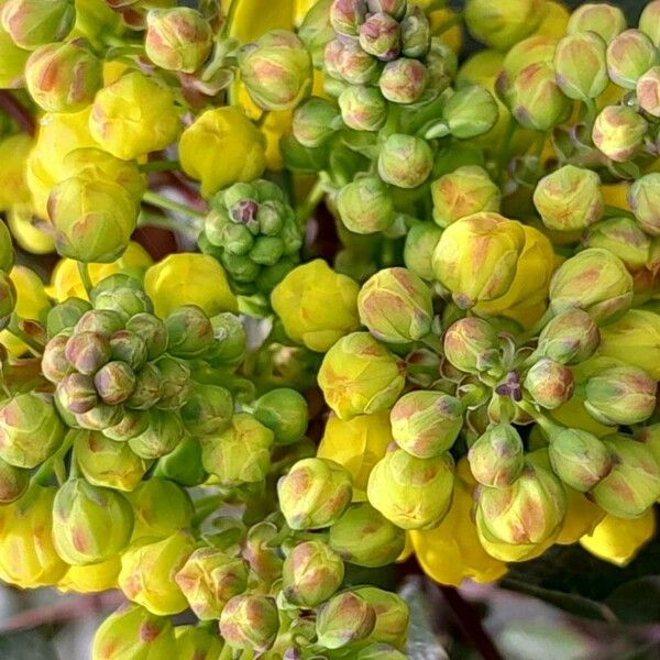 Berberis aquifolium 花