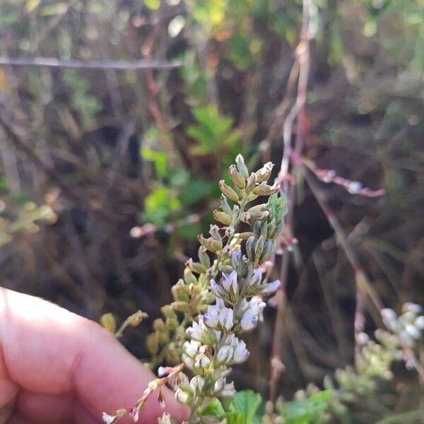 Cullen americanum Flower