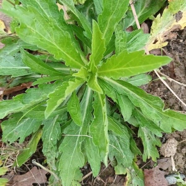 Erigeron floribundus Leaf