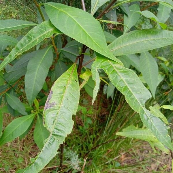Solanum aviculare Leaf