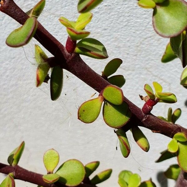 Portulacaria afra Deilen