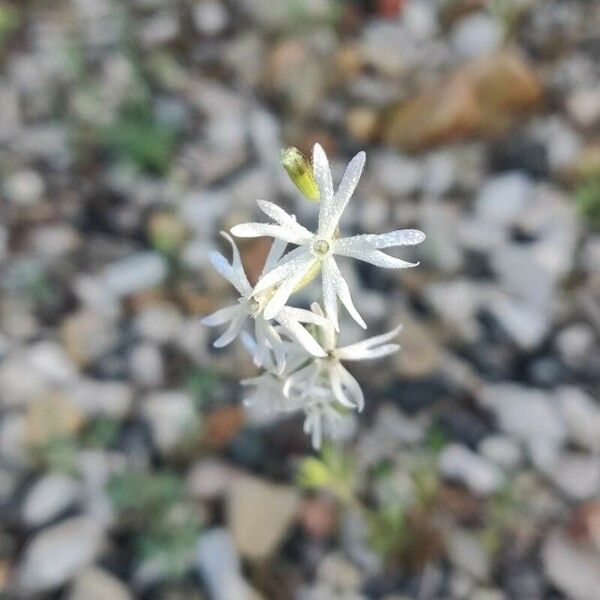 Silene italica Flor