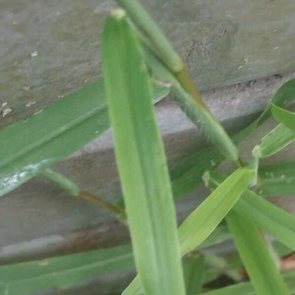 Digitaria sanguinalis Лист