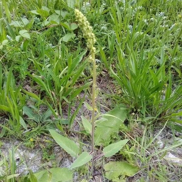 Verbascum nigrum Flower