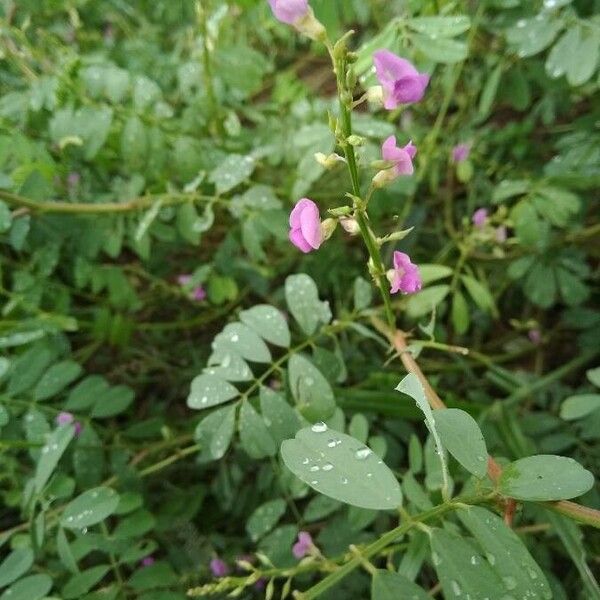 Tephrosia purpurea Folio