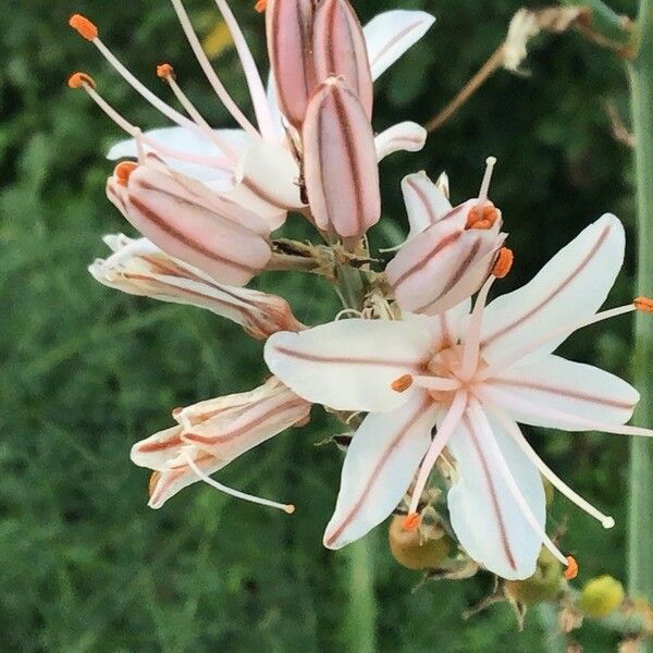 Asphodelus fistulosus Flower