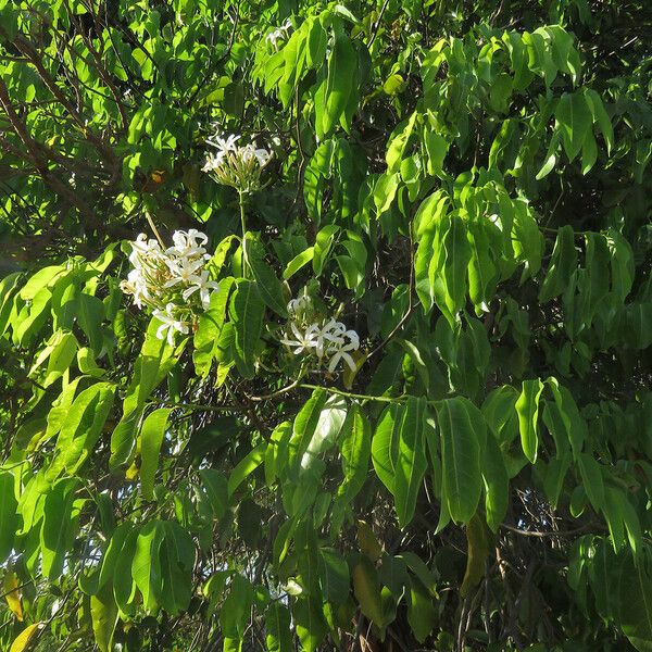 Saba senegalensis 葉