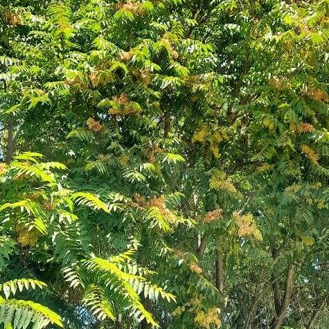 Ailanthus altissima عادت