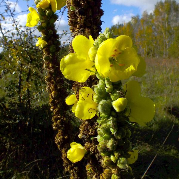 Verbascum thapsus Gyümölcs