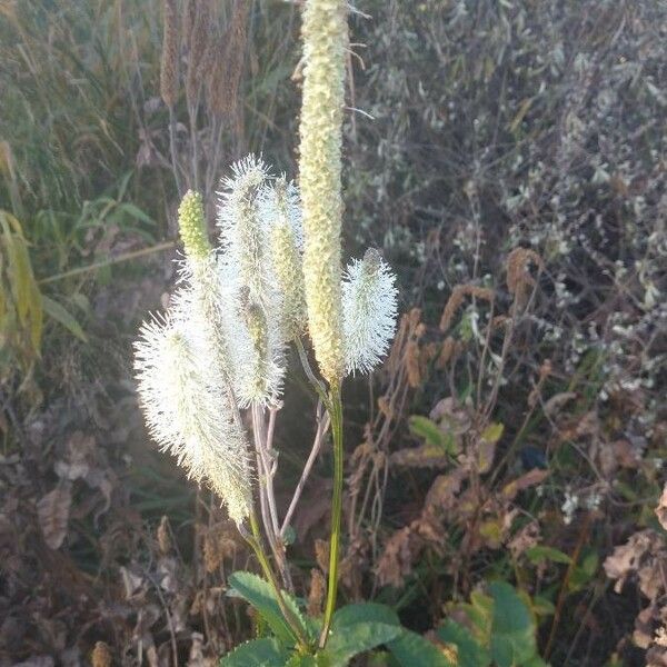 Sanguisorba canadensis Fiore