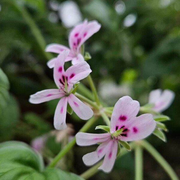 Pelargonium echinatum Çiçek