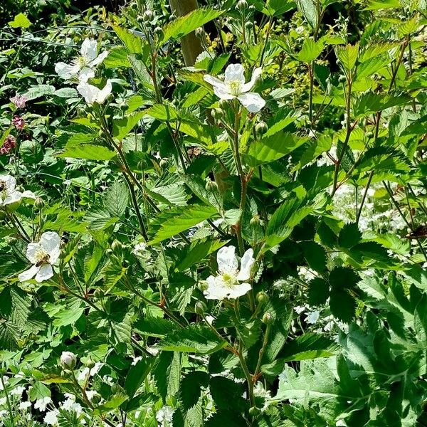 Rubus argutus Habit