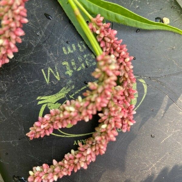 Persicaria lapathifolia Flower