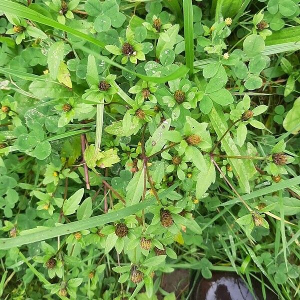 Bidens tripartita Blomst