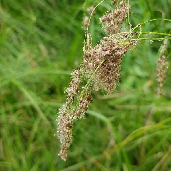 Scirpus cyperinus ഫലം