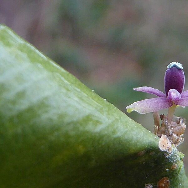 Ruscus aculeatus Flower