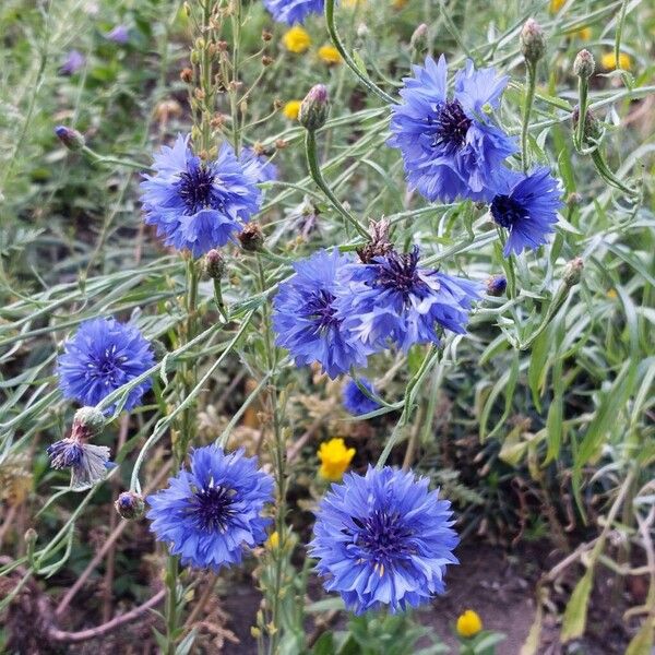 Centaurea cyanus 整株植物