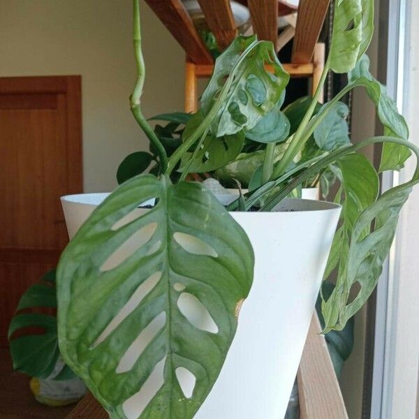 Monstera adansonii برگ