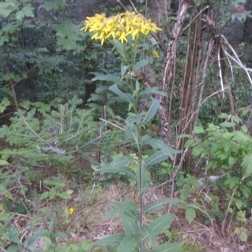 Senecio nemorensis Кветка