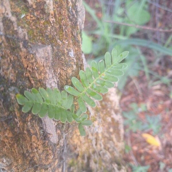 Pleopeltis polypodioides Blad