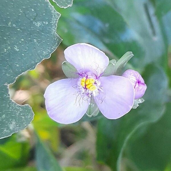Tripogandra diuretica Λουλούδι