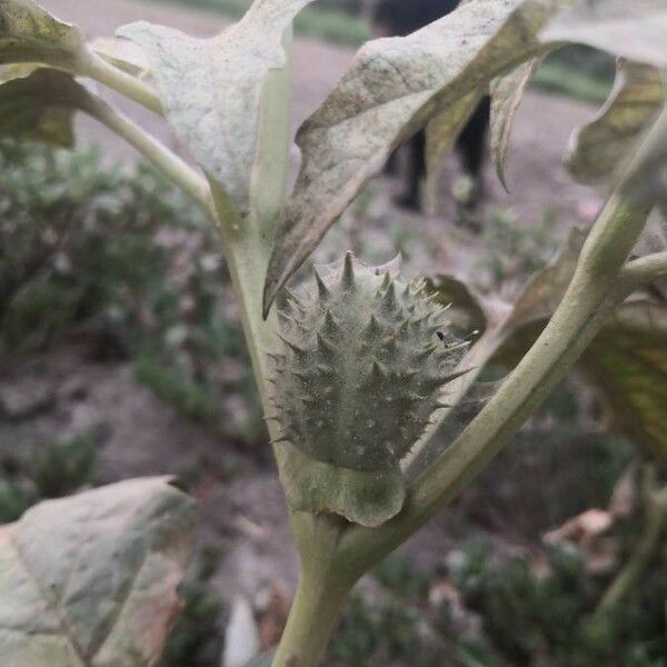 Datura stramonium Плід