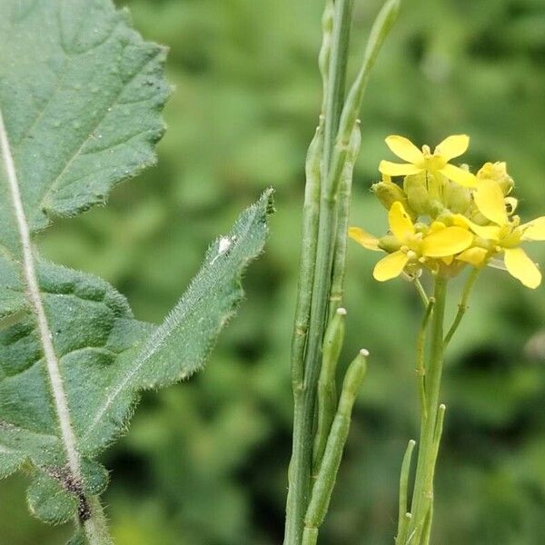 Hirschfeldia incana Flors