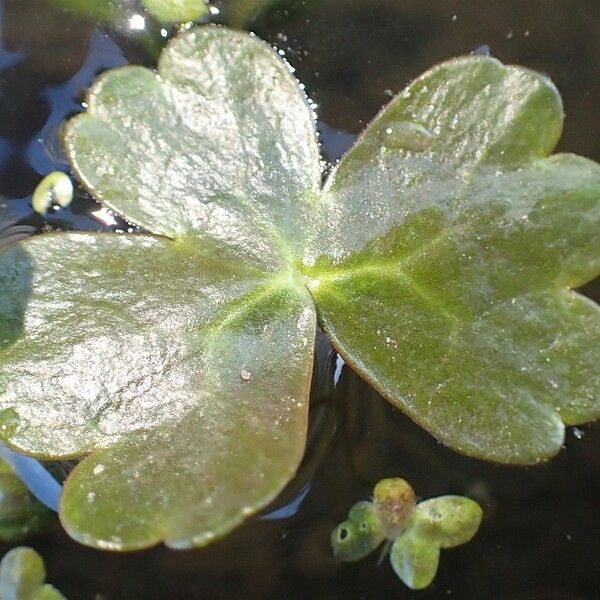 Ranunculus peltatus Leaf