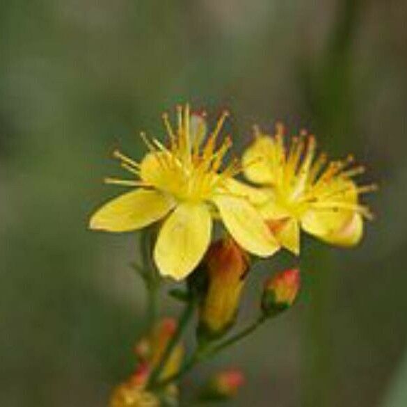 Hypericum pulchrum Flower