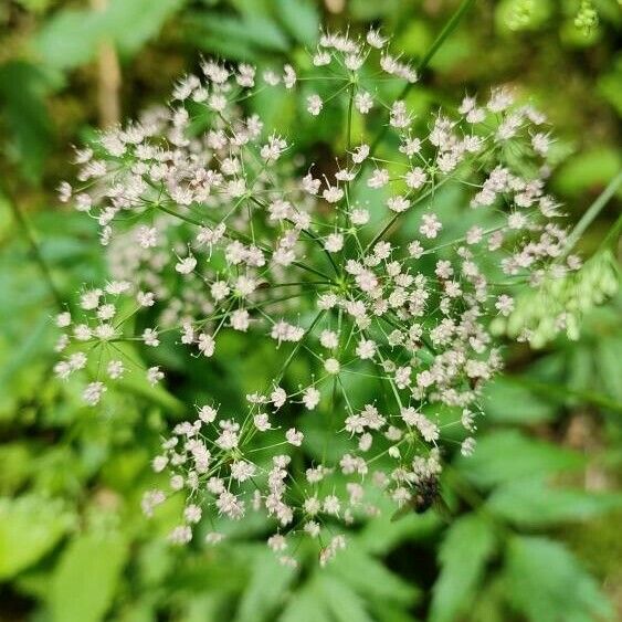 Pimpinella major Flower