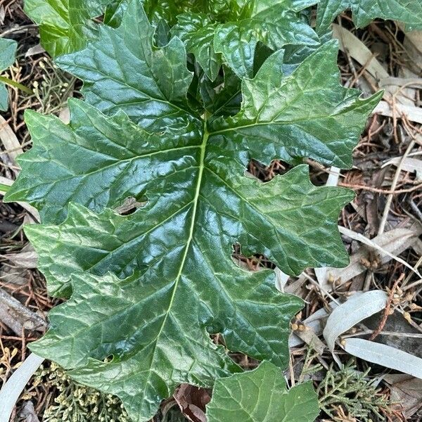 Acanthus spinosus 叶