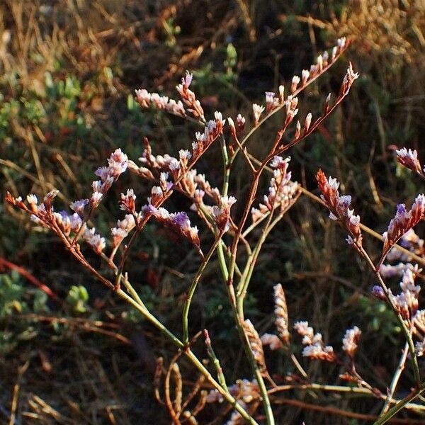 Limonium narbonense Habitus