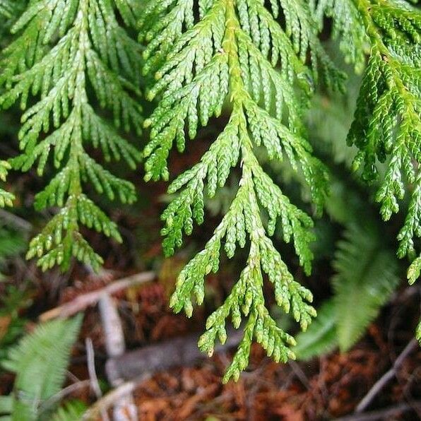 Thuja plicata 葉