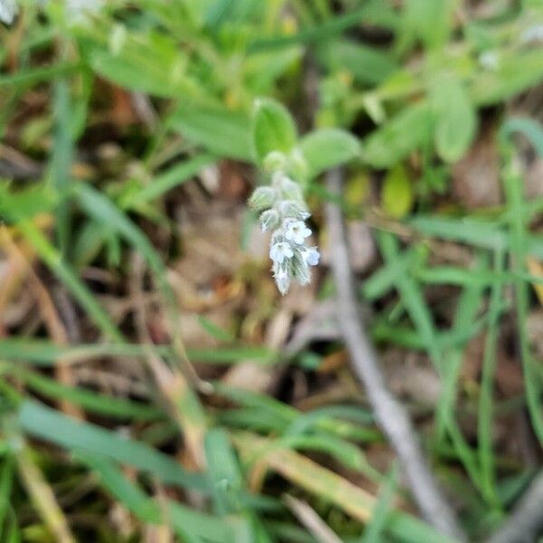 Myosotis stricta Flower