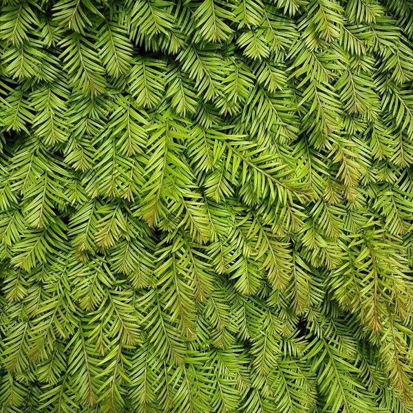 Taxus canadensis Arall