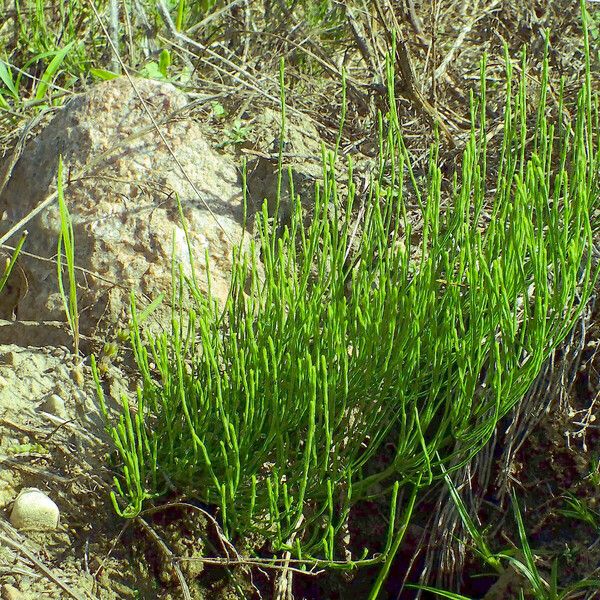 Equisetum arvense Habit