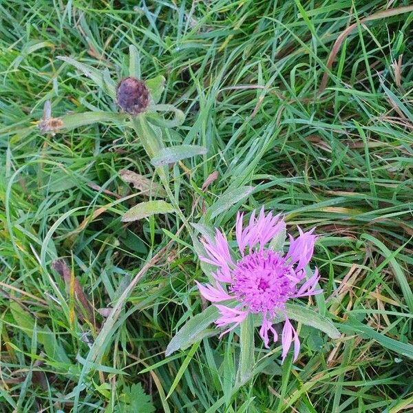 Centaurea nervosa Kukka