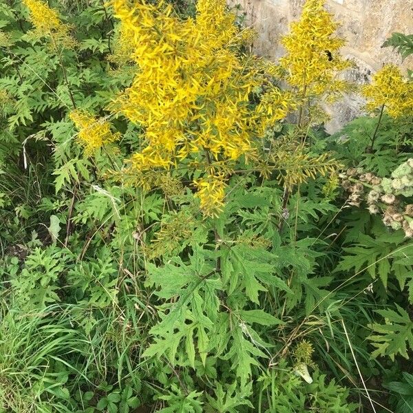 Ligularia wilsoniana Květ