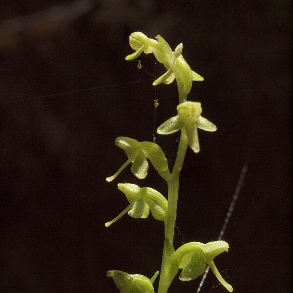 Platanthera stricta Blodyn