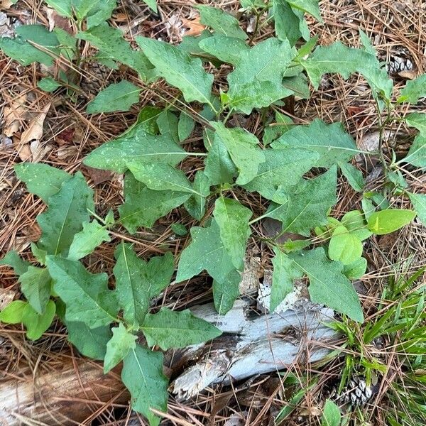 Solanum carolinense Ліст