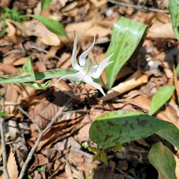 Erythronium albidum Flower